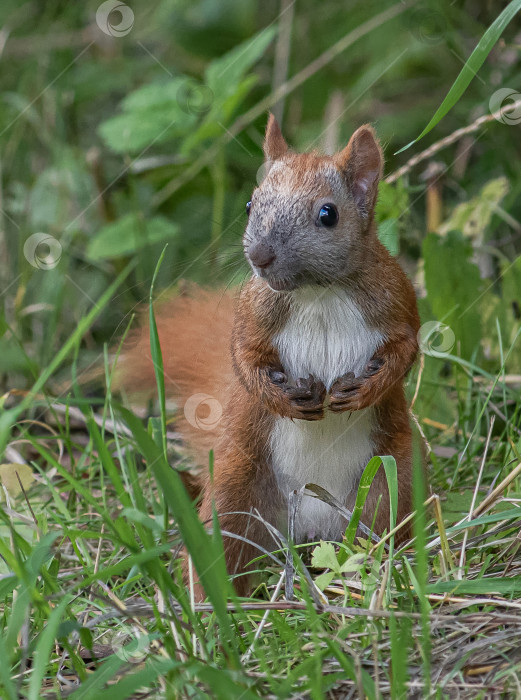 Скачать белка с рыжим мехом и белым брюшком, сидящая на траве среди зелёных растений. фотосток Ozero