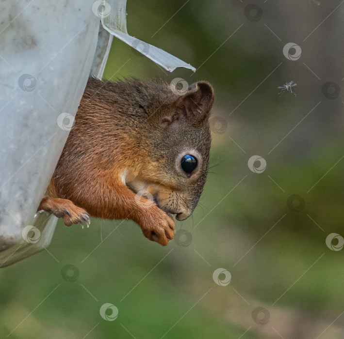Скачать Белка с большими глазами и рыжим мехом. фотосток Ozero