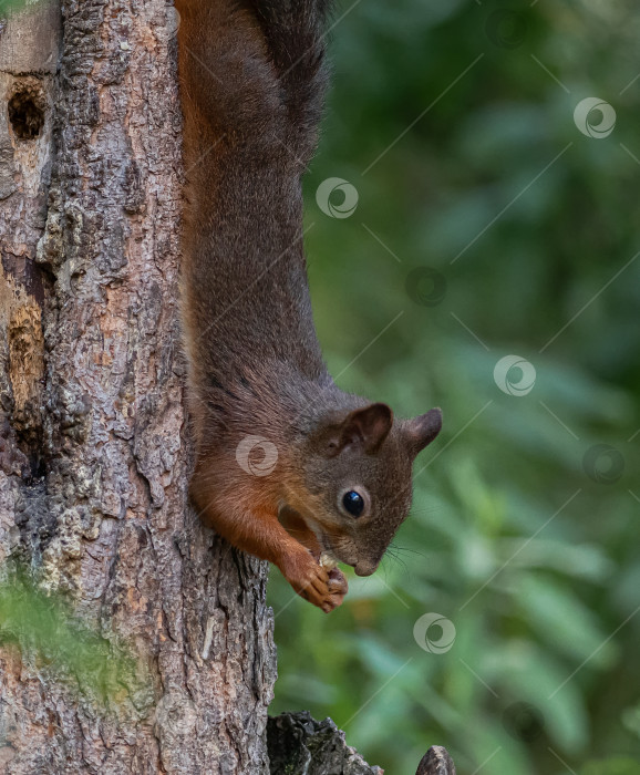 Скачать белка, которая цепляется за ствол дерева. Вокруг зелёная растительность, фон размытый. фотосток Ozero
