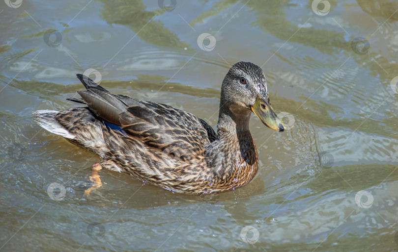 Скачать утка в воде. У неё коричневые перья и жёлтый клюв. фотосток Ozero