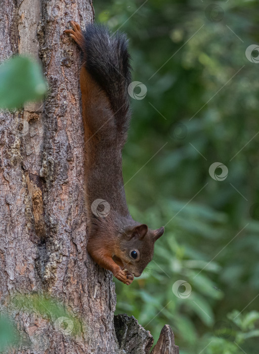 Скачать белка, которая карабкается по стволу дерева. Вокруг зелёная листва и размытый фон. фотосток Ozero