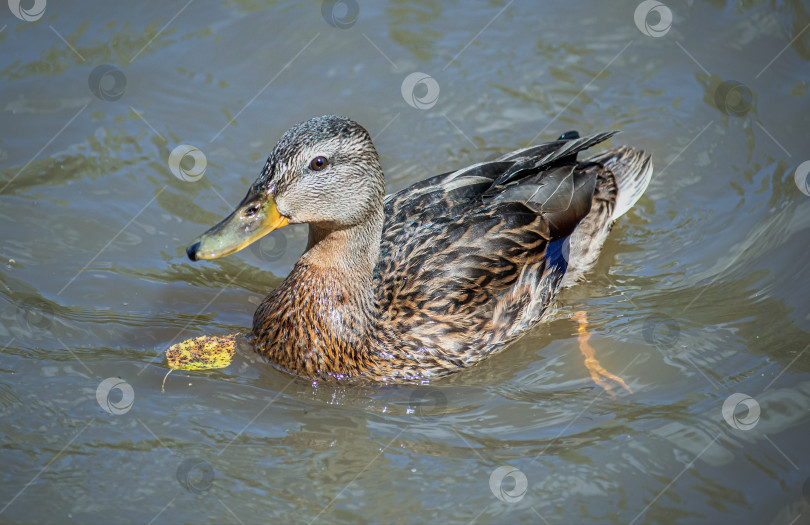 Скачать утка в воде. У неё коричневые перья с тёмными пятнами, фотосток Ozero