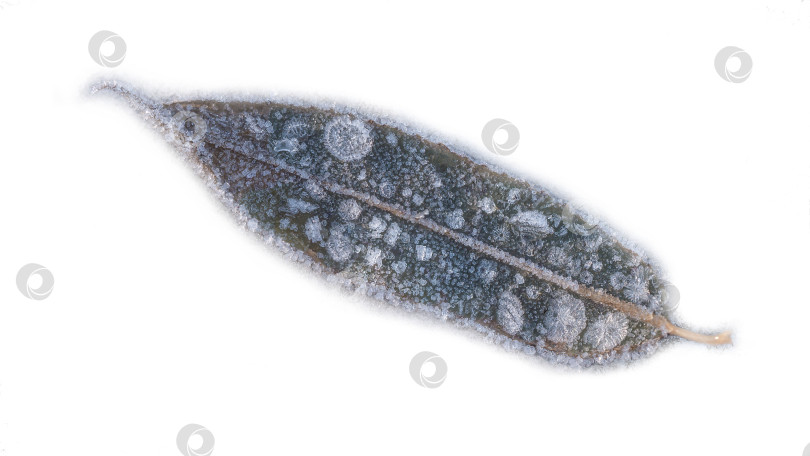 Скачать лист, покрытый инеем или льдом. Лист вытянутой формы с заострённым концом и небольшой ножкой. фотосток Ozero