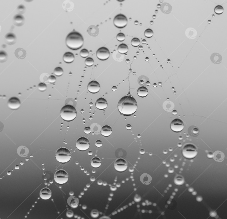 Скачать Паутина с каплями воды. Капли разного размера, создают узор на фоне. Общий тон серый. фотосток Ozero