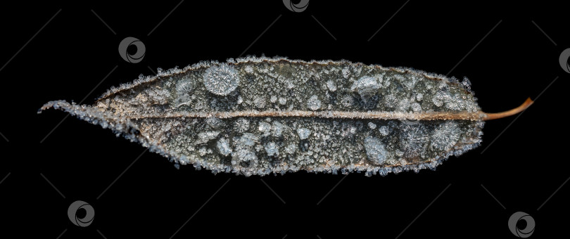 Скачать лист, покрытый инеем или льдом. Лист вытянутой формы с заострённым концом и небольшой ножкой. фотосток Ozero