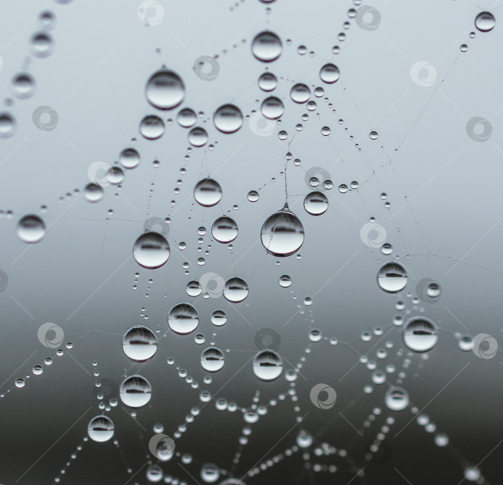 Скачать Паутина с каплями воды. Капли разного размера, создают узор на фоне. Общий тон серый. фотосток Ozero