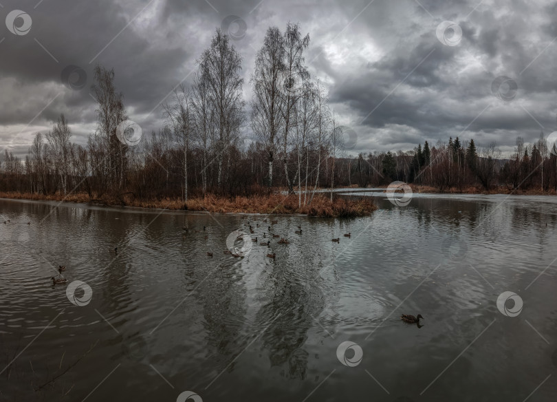 Скачать Река Кантат с утками, окружённая лесом. Туман над водой и пасмурное небо.г.Железногорск Красноярский Край. фотосток Ozero
