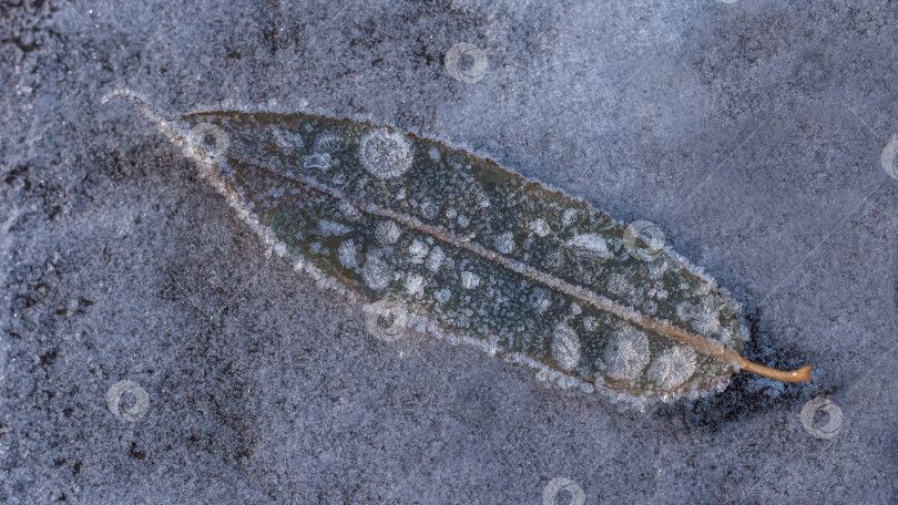 Скачать Лист, покрытый инеем или снегом, лежащий на холодной поверхности. фотосток Ozero