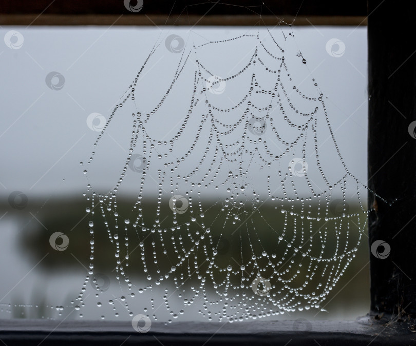 Скачать Паутина с каплями воды. Капли разного размера, создают узор на фоне. Общий тон серый. фотосток Ozero