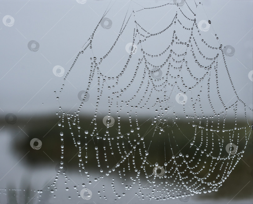 Скачать Паутина с каплями воды. Капли разного размера, создают узор на фоне. Общий тон серый. фотосток Ozero