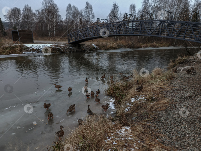 Скачать Река Кантат с утками, окружённая лесом. Туман над водой и пасмурное небо.г.Железногорск Красноярский Край. фотосток Ozero