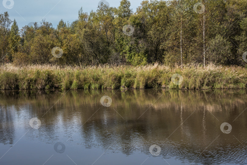 Скачать спокойный водоём, окружённый высокой травой и лесом. Вода отражает деревья и небо. фотосток Ozero