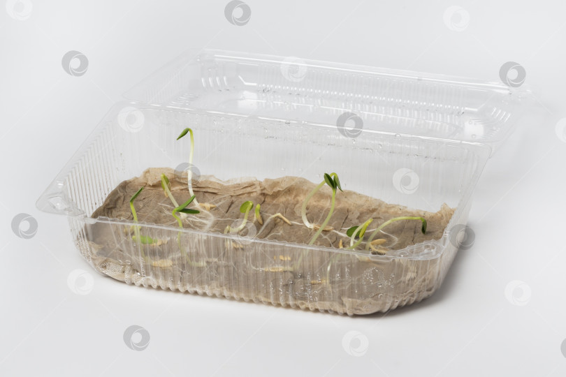 Скачать Крупный план молодых ростков огурца с корешками в пластиковом контейнере. Рассада огурцов в контейнере на влажной бумаге. Макрос фотосток Ozero