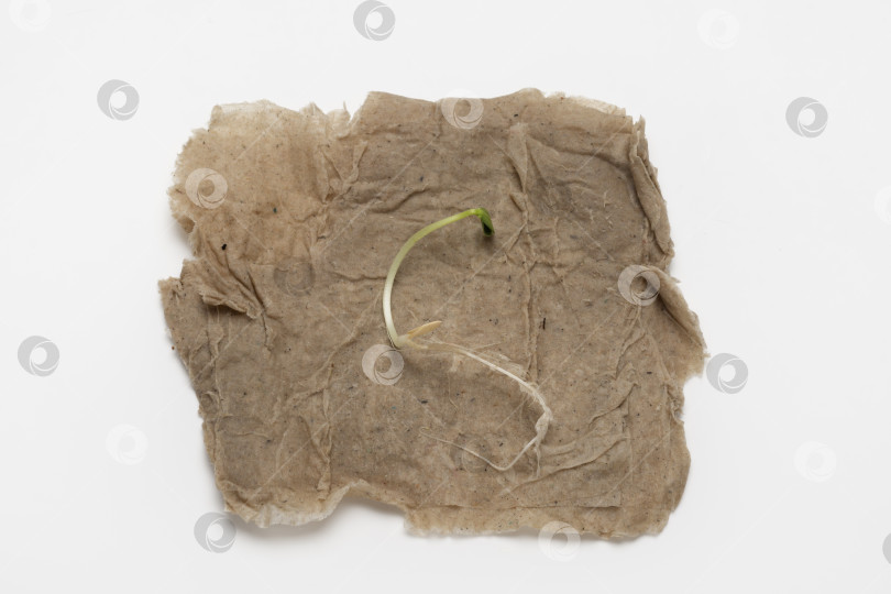 Скачать Крупный план молодых ростков огурца с корнями на влажной бумаге. Макросъемка ростка огурца, выращенного в помещении. Вид сверху фотосток Ozero