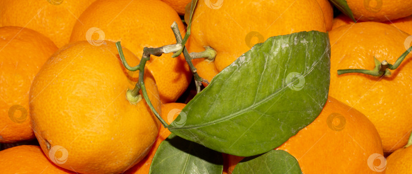 Скачать Мандарины из Марокко.На фоне марокканских мандаринов.Спелые мандарины с листьями.Новогодние мандарины. фотосток Ozero