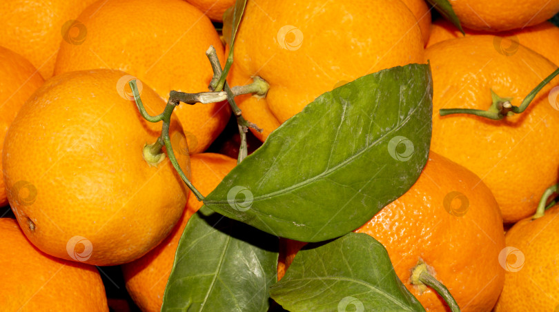 Скачать Мандарины из Марокко.На фоне марокканских мандаринов.Спелые мандарины с листьями.Новогодние мандарины. фотосток Ozero
