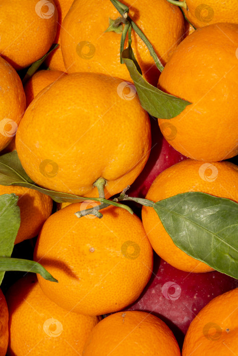 Скачать Мандарины из Марокко.На фоне марокканских мандаринов.Спелые мандарины с листьями.Новогодние мандарины. фотосток Ozero