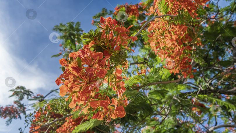 Скачать Красивое цветущее растение Delonix regia, огненное дерево. фотосток Ozero