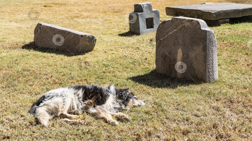 Скачать Дворняга отдыхает на лужайке. фотосток Ozero