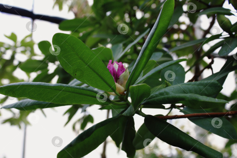 Скачать Цветущий рододендрон в Ботаническом саду фотосток Ozero