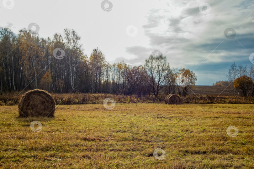 Скачать Скошенное поле поздней осенью в пасмурный день фотосток Ozero