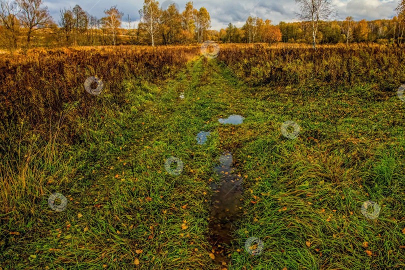 Скачать грунтовая дорога через лес после сильного дождя фотосток Ozero