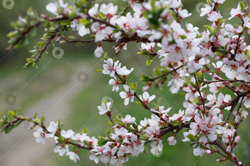 Скачать Цветущая вишня фотосток Ozero