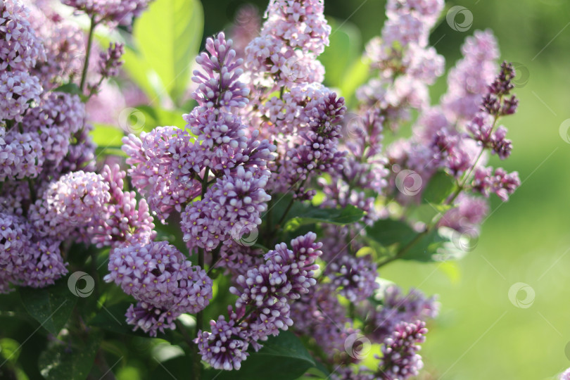 Скачать Сирень фотосток Ozero