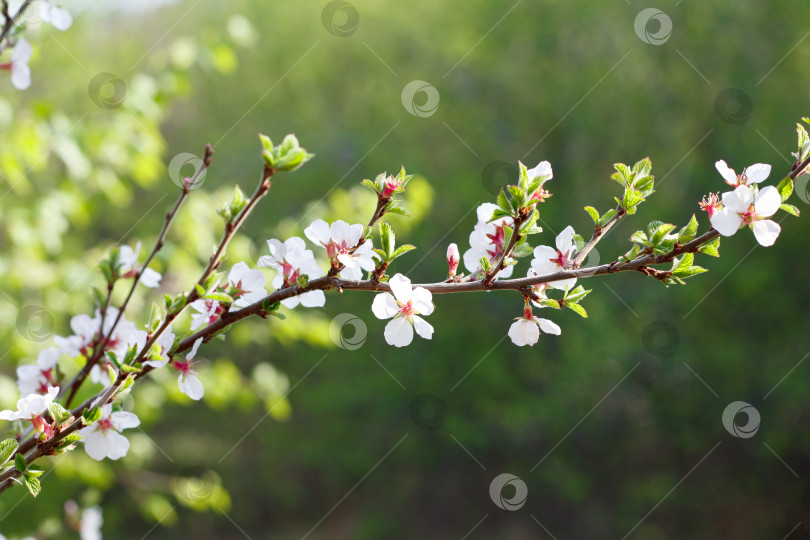 Скачать Вишня фотосток Ozero