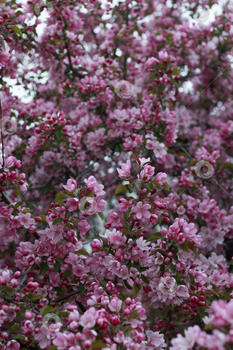 Скачать Ранетка фотосток Ozero