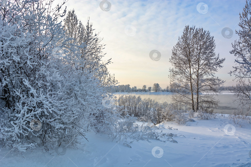 Скачать Зимний берег Енисея,город Красноярск, деревья покрытые снегом, голубое небо. фотосток Ozero