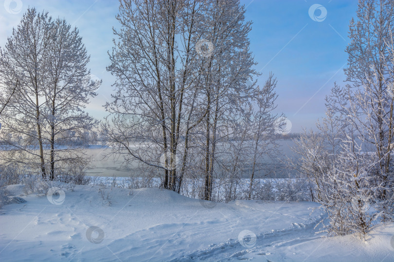 Скачать Зимний берег Енисея,город Красноярск, деревья покрытые снегом, голубое небо. фотосток Ozero