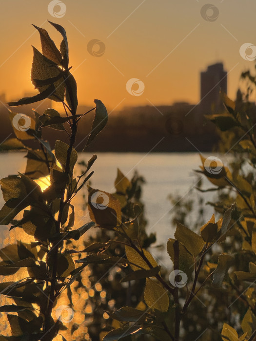 Скачать Весенний закат на берегу Енисея в Красноярске фотосток Ozero