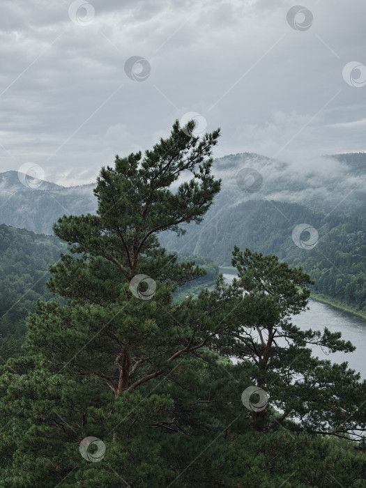 Скачать Хвойный лес и туман над рекой Мана. Манская петля. Красноярский край фотосток Ozero