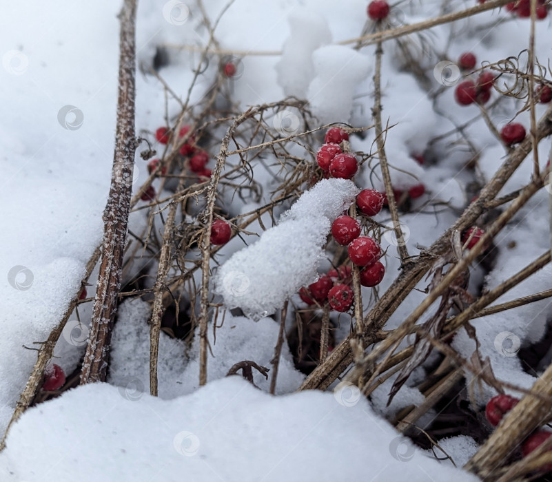 Скачать Красные ягоды в снегу фотосток Ozero