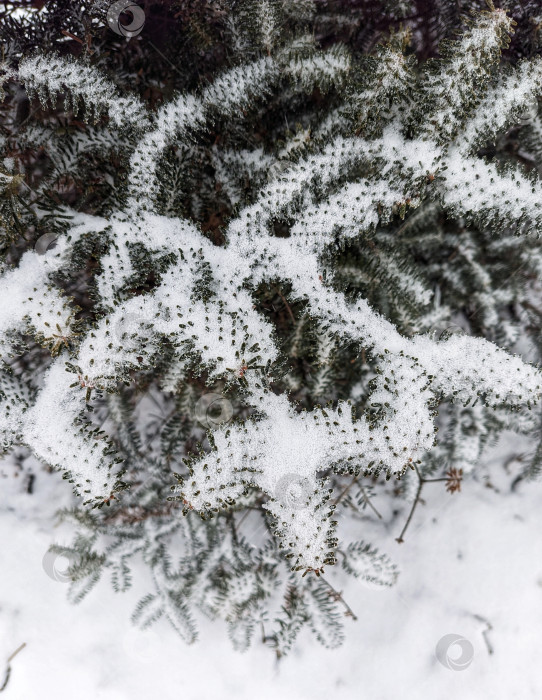 Скачать Пихта в свежем снегу фотосток Ozero