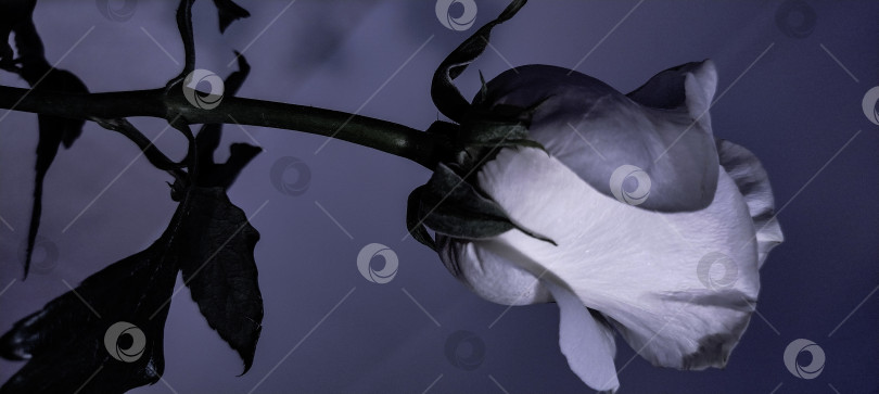 Скачать Белая роза фотосток Ozero