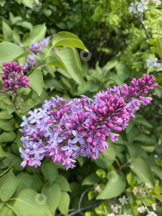 Скачать Сирень цветет фотосток Ozero