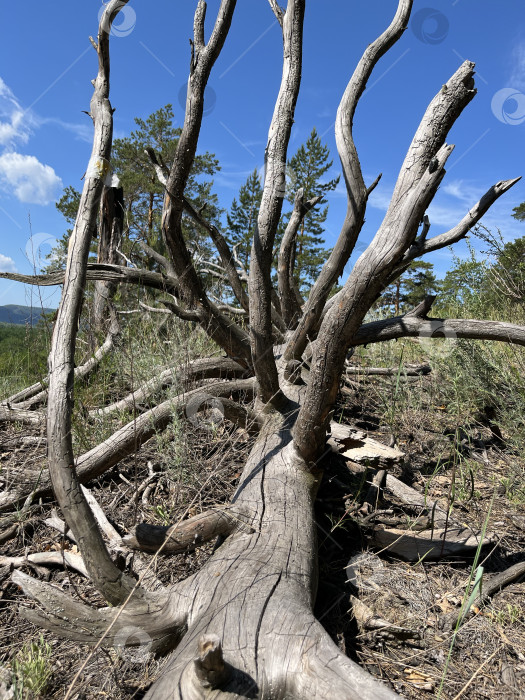 Скачать Поваленное сухое дерево фотосток Ozero