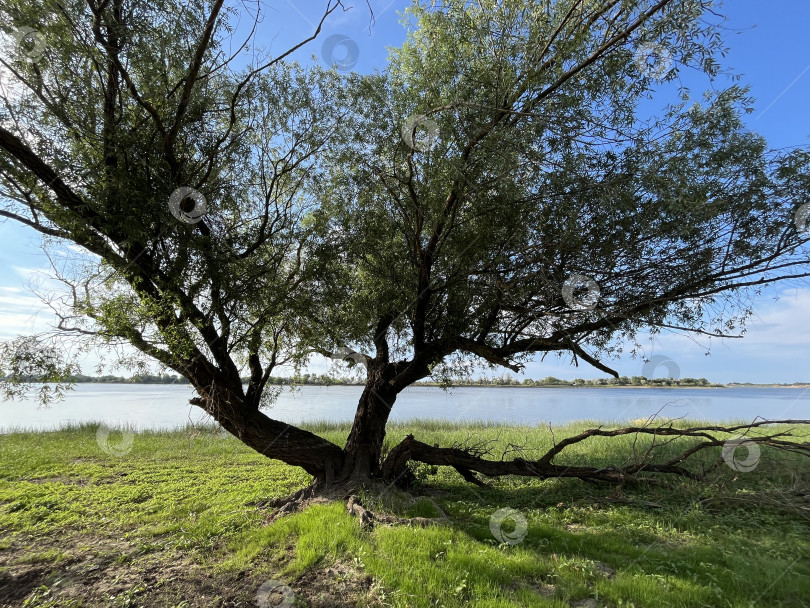 Скачать Одинокое дерево фотосток Ozero