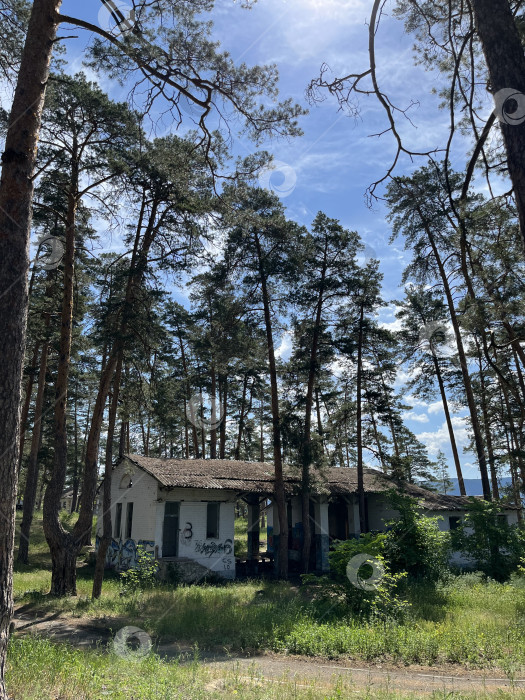 Скачать Домик среди сосен фотосток Ozero