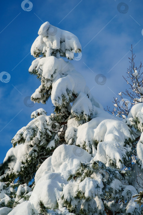 Скачать Настоящая зима в саду. Елка, покрытая снегом, на фоне ярко-голубого неба. Солнечный зимний день. Ветви сосны Pinus parviflora Glauca покрыты белым пушистым снегом. Рождественская концепция. фотосток Ozero