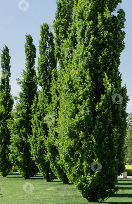 Скачать Ряд дуба обыкновенного, черешчатого, европейского или черешчатого черешчатого в городском парке Краснодара. Общественный ландшафт "Парк Галицкого" для отдыха и прогулок солнечной весной 2021 года. фотосток Ozero