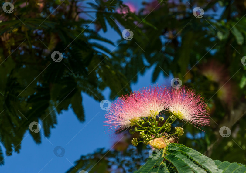 Скачать Розовые пушистые цветы персидского шелкового дерева (Albizia julibrissin). Японская акация или розовое шелковое дерево крупным планом на фоне голубого неба. Городской общественный ландшафтный парк Краснодара или "Галицкий" в солнечном июне фотосток Ozero