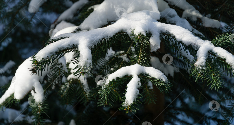 Скачать Крупный план хвойного дерева пихты Abies nordmanniana, покрытой белым пушистым снегом. Выборочный акцент в виде ветвей кавказской пихты или рождественской елки. Концепция природы для волшебной тематики Нового года и Рождества фотосток Ozero