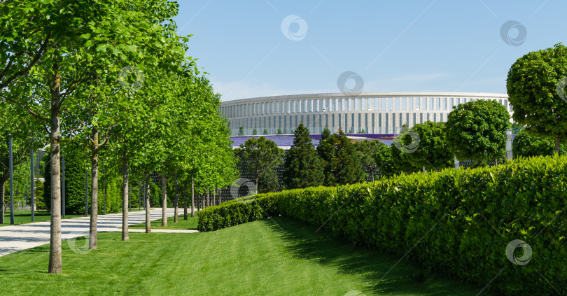 Скачать Аллея тюльпанных деревьев (Liriodendron tulipifera), называемых тюльпанным деревом, американским или тюльпановидным тополем, в городском парке Краснодара на фоне стадиона. Общественный ландшафт "Парк Галицкого" для отдыха фотосток Ozero