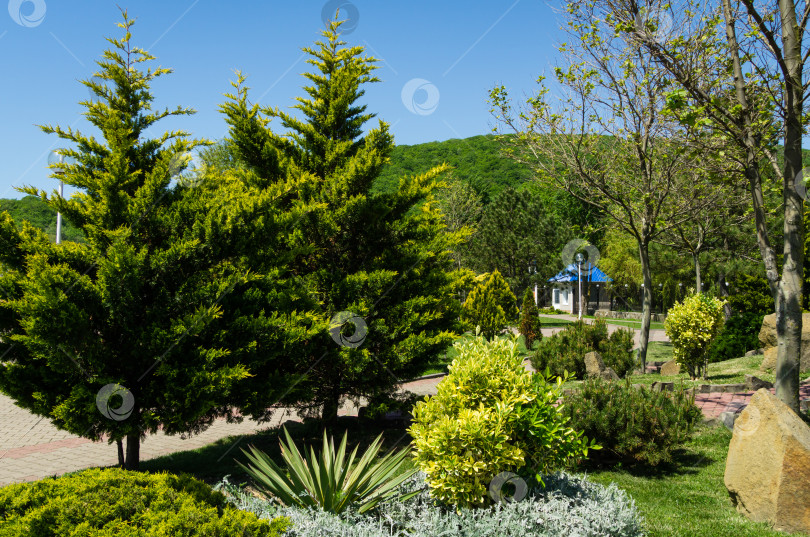 Скачать Красивый парк с топиарными вечнозелеными растениями на набережной поселка Архипо-Осиповка. Место для отдыха на морском курорте недалеко от Геленджика фотосток Ozero