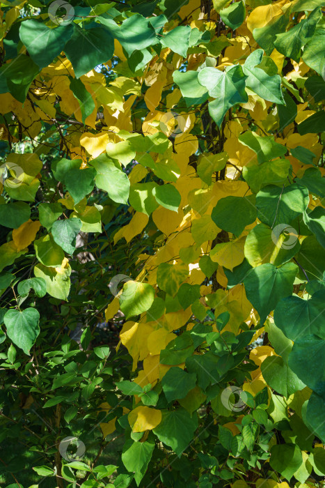 Скачать Крупный план желтых и зеленых листьев Редбада восточного, или Cercis canadensis. Золотые осенние листья Иудиного дерева на размытом зеленом фоне. Выборочный фокус. фотосток Ozero