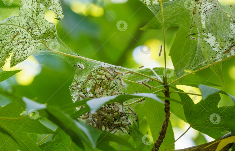 Скачать Гусеницы американской белой бабочки (Hyphantria cunea, осенний паутинный червец) - карантинный вредитель на листьях. Личинки оплетают деревья паутиной. Листья под прозрачной паутиной. Избирательный подход. фотосток Ozero