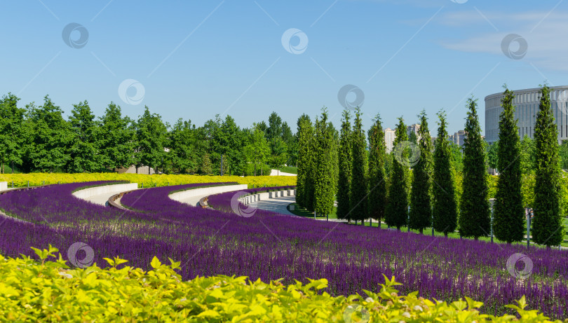 Скачать Полукруглые террасы с подстриженным золотистым девятиствольным кустарником и пурпурным шалфеем спускаются к рядам туи плетистой. Вид сверху на городской парк Краснодара или парк Галицкого. фотосток Ozero